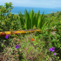 Flowers on the way to the peak Morro Galheta